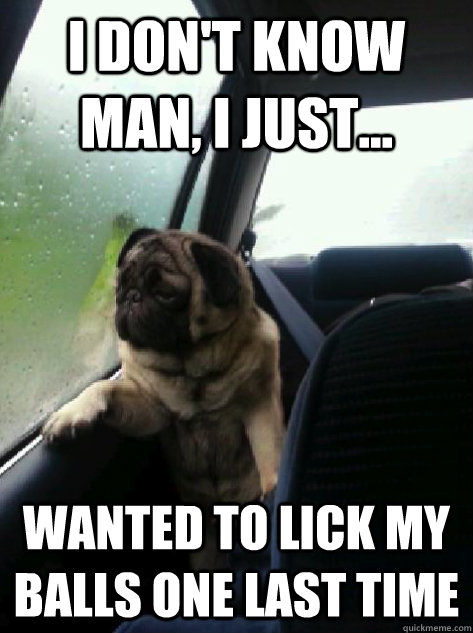I don't know man, I just... wanted to lick my balls one last time - I don't know man, I just... wanted to lick my balls one last time  Introspective Pug