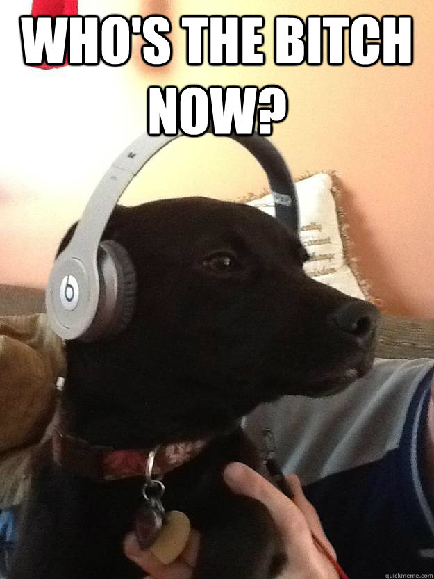 Who's the bitch now?  - Who's the bitch now?   Headphone hound