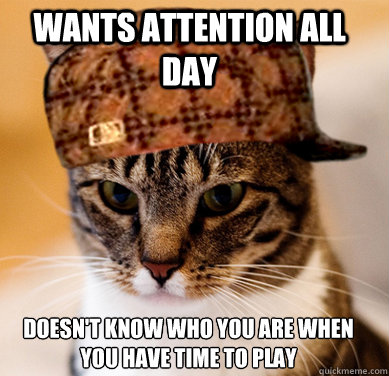 Wants attention all day Doesn't know who you are when you have time to play  Scumbag Cat