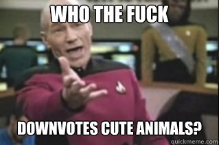 WHO THE FUCK DOWNVOTES CUTE ANIMALS?  star trek