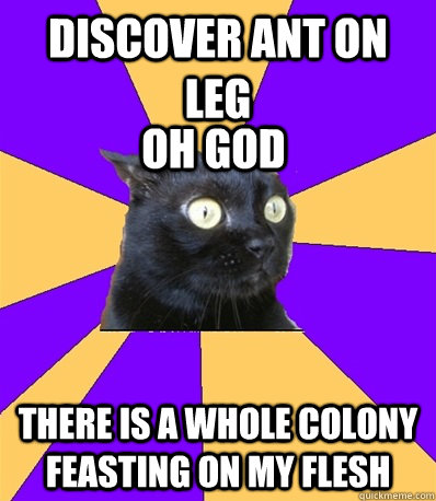 DISCOVER ANT ON LEG THERE IS A WHOLE COLONY FEASTING ON MY FLESH OH GOD  Anxiety Cat