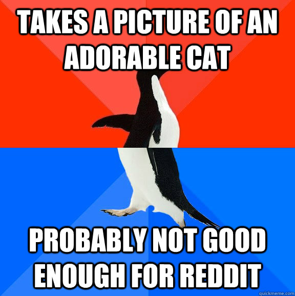 Takes a picture of an adorable cat probably not good enough for Reddit  Socially Awesome Awkward Penguin