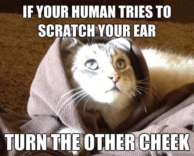 If your human tries to scratch your ear Turn the other cheek  Kitty Jesus