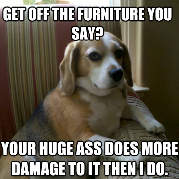get off the furniture you say? your huge ass does more damage to it then i do.  judgmental dog