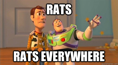Rats rats EVERYWHERE  Buzz Kill