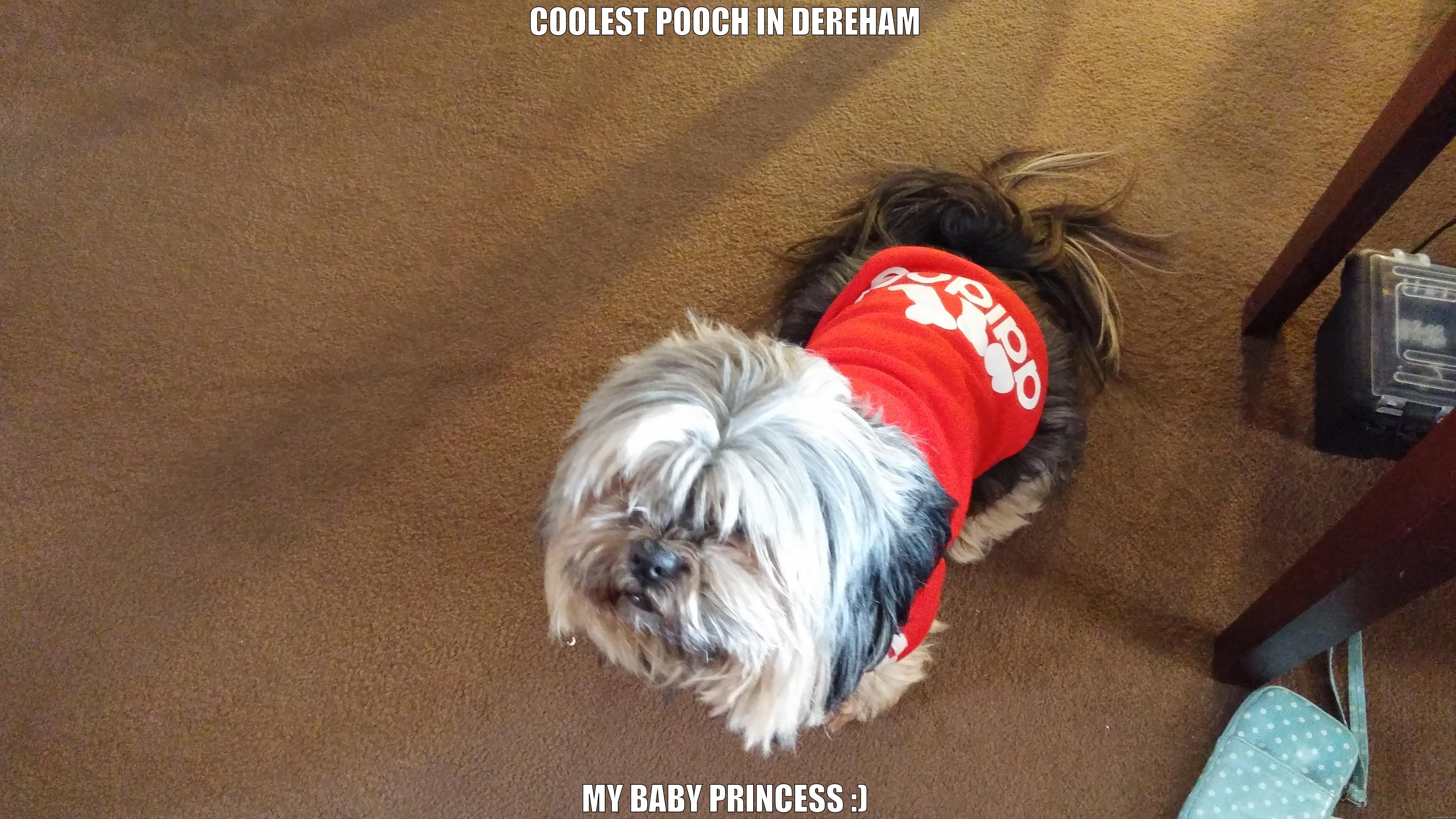 COOLEST POOCH IN DEREHAM MY BABY PRINCESS :) Misc