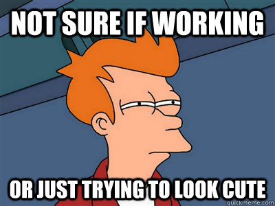 Not sure if working or just trying to look cute - Not sure if working or just trying to look cute  Fry meme