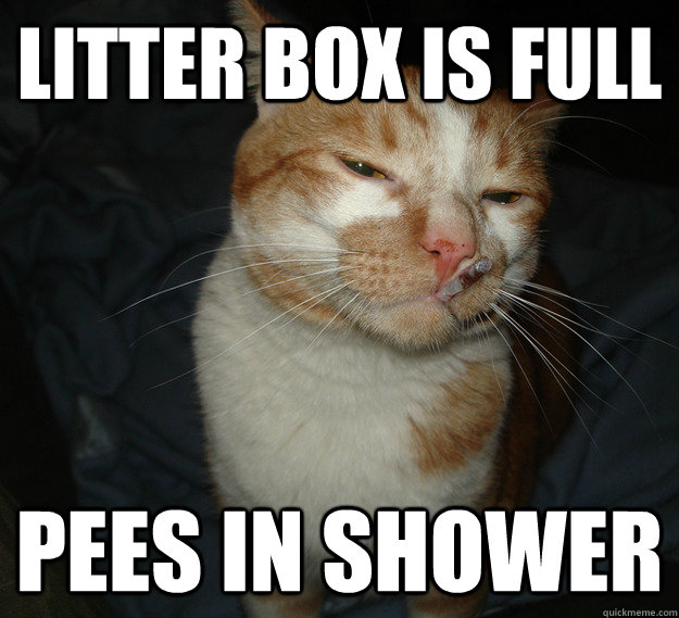 Litter box is full pees in shower  Good Guy Cat