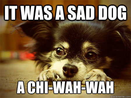 It was a sad dog A Chi-wah-wah  