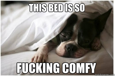 This bed is so FUCKing comfy - This bed is so FUCKing comfy  Comfy dog