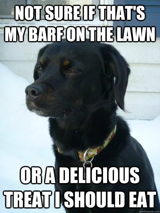 Not sure if that's my barf on the lawn Or a delicious treat I should eat  Philosophical Puppy