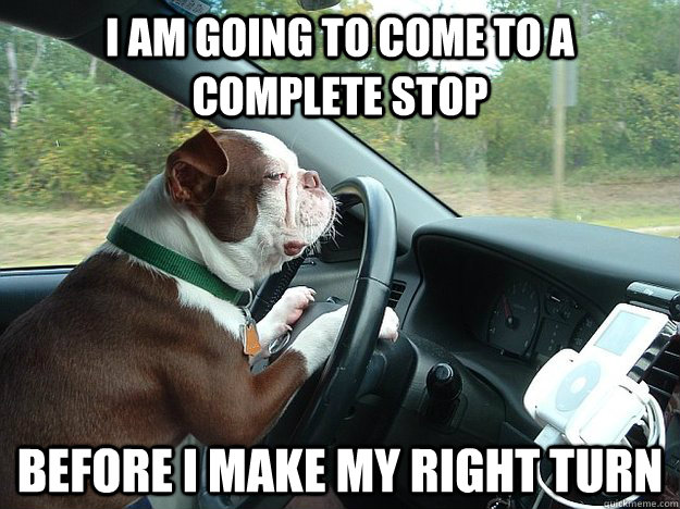 I am going to come to a complete stop before I make my right turn - I am going to come to a complete stop before I make my right turn  Bad Driver Dog