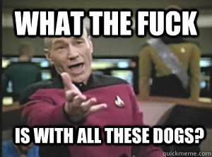 What the fuck is with all these dogs?  Annoyed Picard