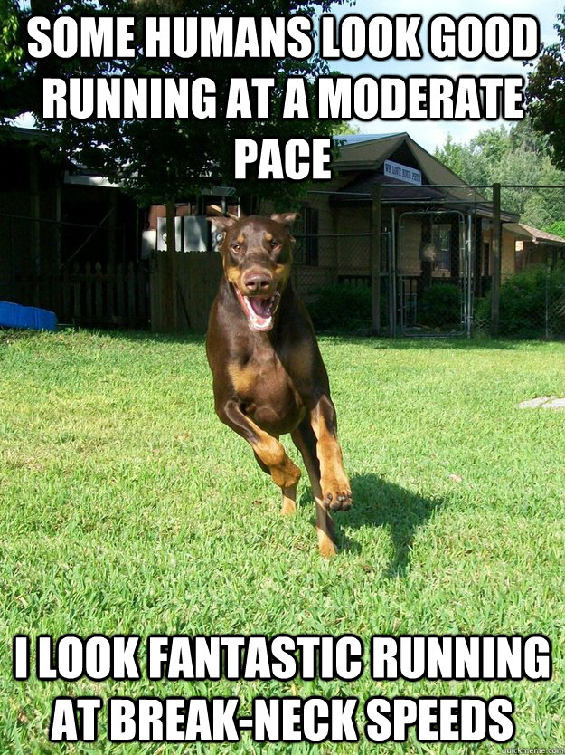 Some humans look good running at a moderate pace I look fantastic running at break-neck speeds - Some humans look good running at a moderate pace I look fantastic running at break-neck speeds  Ridiculously Photogenic Dog