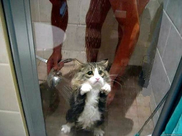    Shower kitty