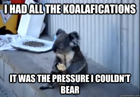 I had all the koalafications it was the pressure i couldn't bear - I had all the koalafications it was the pressure i couldn't bear  Sad Koala