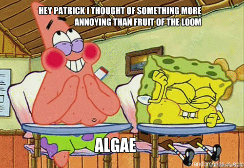 Hey Patrick I thought of something more annoying than fruit of the loom Algae  