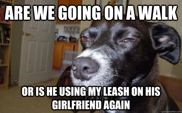 are we going on a walk or is he using my leash on his girlfriend again  Skeptical Mutt