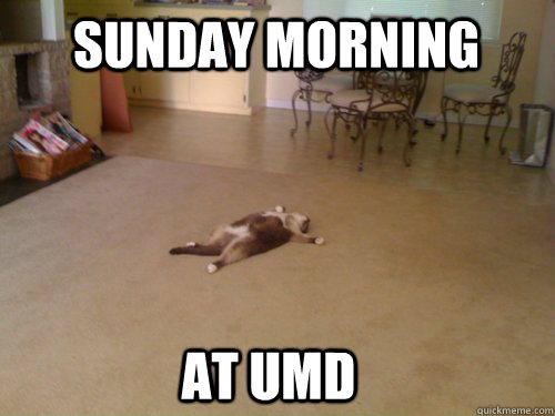 Sunday morning at UMD - Sunday morning at UMD  Down Cat