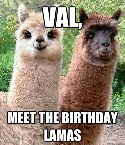 val, meet the birthday lamas  Happy birthday Llama