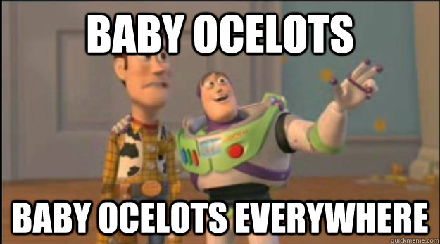 Baby ocelots baby ocelots everywhere  