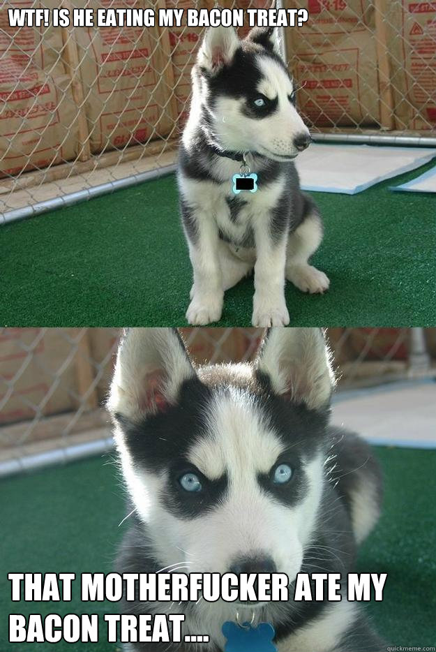 WTF! Is he eating my bacon treat? THAT MOTHERFUCKER ATE MY BACON TREAT....  Insanity puppy