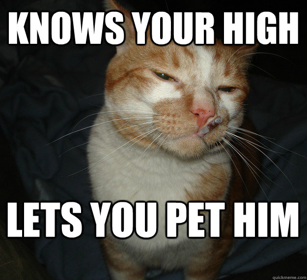 Knows your high lets you pet him  Cool Cat Craig