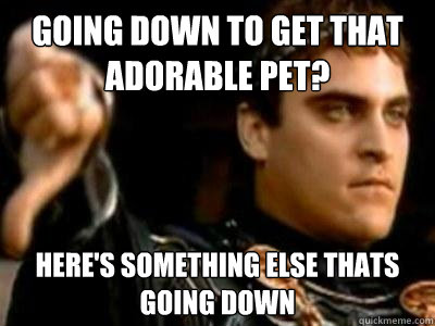 going down to get that adorable pet? Here's something else thats going down  Downvoting Roman