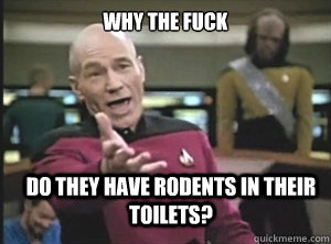 why the fuck do they have rodents in their toilets?  Annoyed Picard