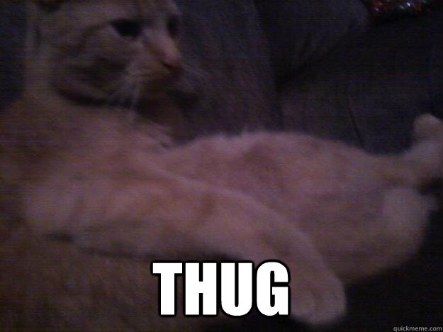  Thug -  Thug  Thug Cat