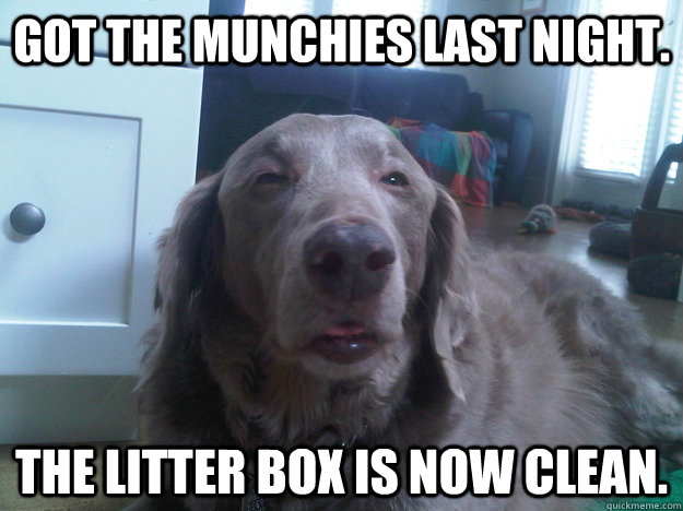 Got the munchies last night. The litter box is now clean.  - Got the munchies last night. The litter box is now clean.   10 Dog