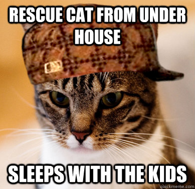 Rescue cat from under house Sleeps with the kids  Scumbag Cat