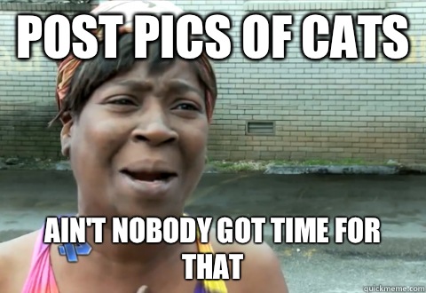 Post pics of cats Ain't nobody got time for that  aint nobody got time