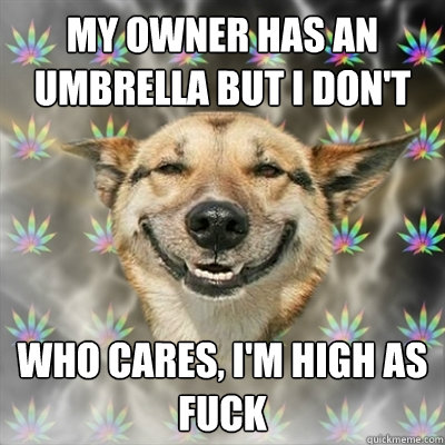 My owner has an umbrella but I don't Who cares, I'm high as fuck  Stoner Dog