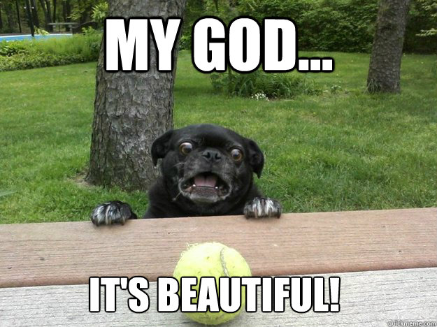 My God... It's beautiful! - My God... It's beautiful!  Derp Dog