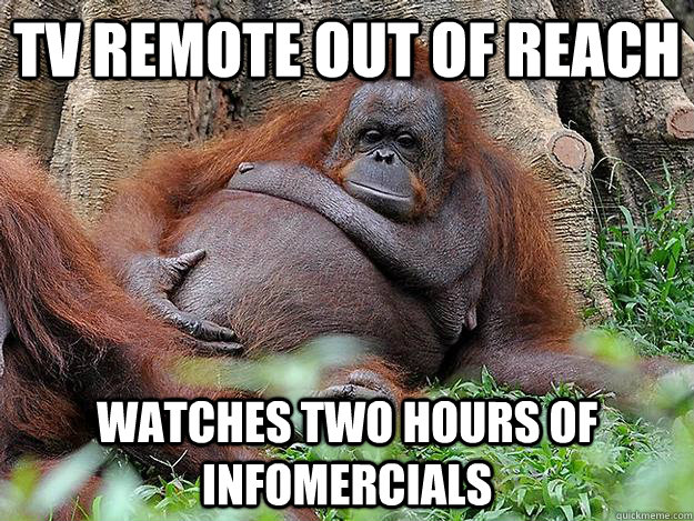 TV remote out of reach Watches two hours of infomercials - TV remote out of reach Watches two hours of infomercials  Lazy Orangutan