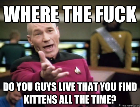 Where the fuck do you guys live that you find kittens all the time?  Annoyed Picard HD