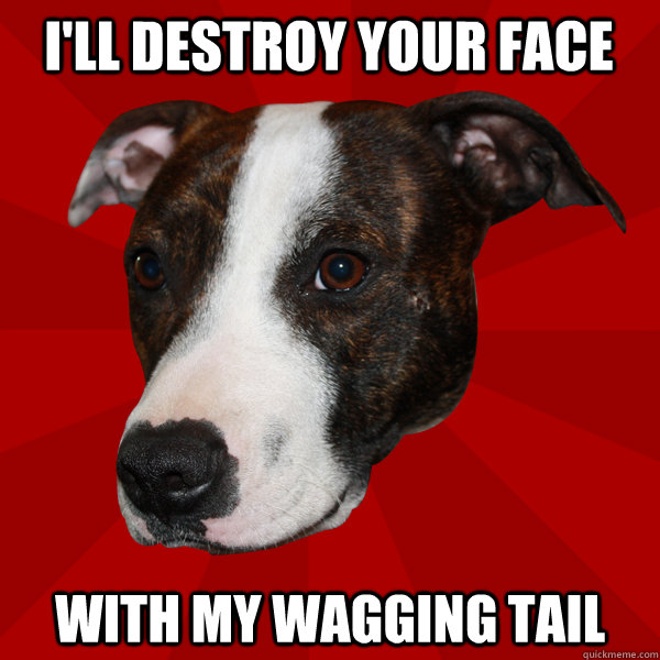 I'LL DESTROY YOUR FACE WITH MY WAGGING TAIL  Vicious Pitbull Meme