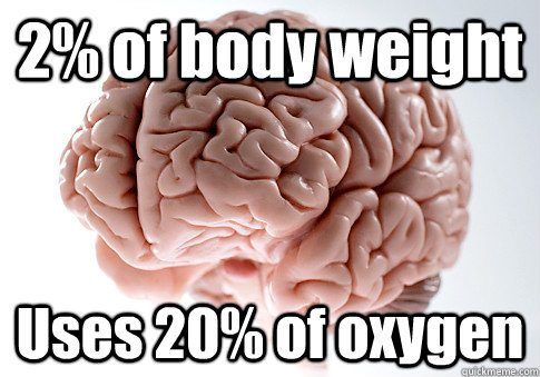 2% of body weight Uses 20% of oxygen   Scumbag Brain