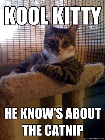 Kool Kitty He know's about the Catnip  The Most Interesting Cat in the World