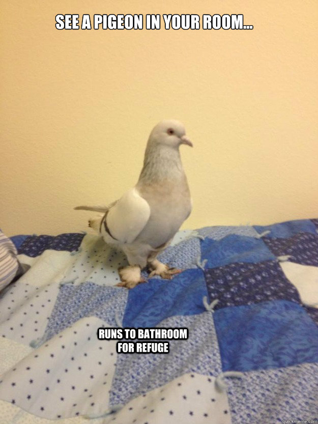 See a pigeon in your room...
 runs to bathroom for refuge - See a pigeon in your room...
 runs to bathroom for refuge  Fear of Bird