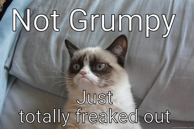 NOT GRUMPY JUST TOTALLY FREAKED OUT Grumpy Cat