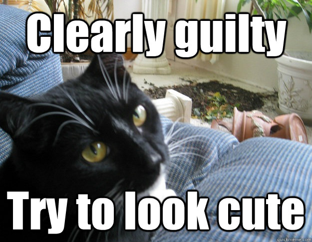 Clearly guilty Try to look cute  Guilty Cat