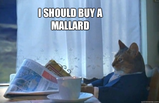 I should buy a mallard  Sophisticated Cat