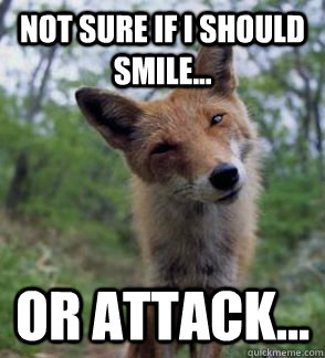 Not sure if I should smile... Or attack... - Not sure if I should smile... Or attack...  Confused Fox