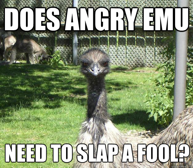 Does Angry Emu  Need to slap a fool?
  