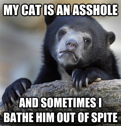 my cat is an asshole and sometimes i bathe him out of spite  Confession Bear