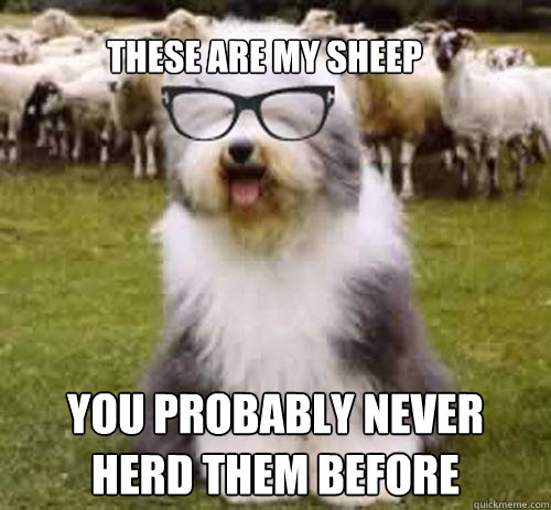 These are my Sheep you probably never herd them before - These are my Sheep you probably never herd them before  Hipster Sheep Dog