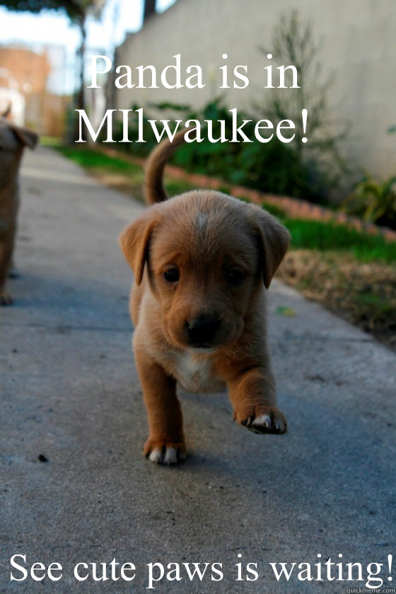 Panda is in MIlwaukee! See cute paws is waiting! - Panda is in MIlwaukee! See cute paws is waiting!  Sad Puppy