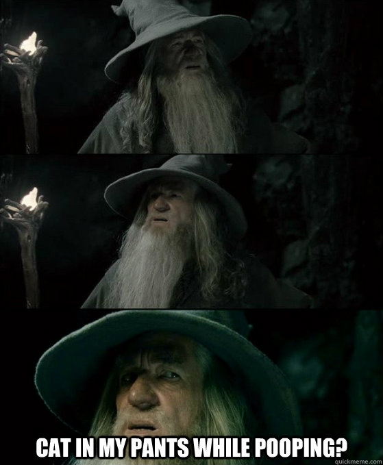  Cat in my pants while pooping?  Confused Gandalf
